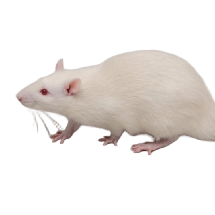  رت بالغ 5 عددی (Adult Frozen Rat)