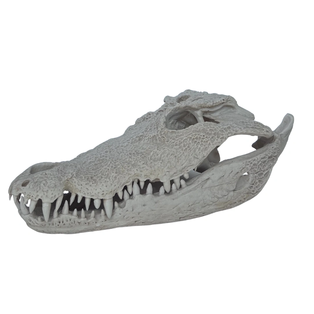 جمجمه کروکودیل گاندو (Gando Crocodile Skull)