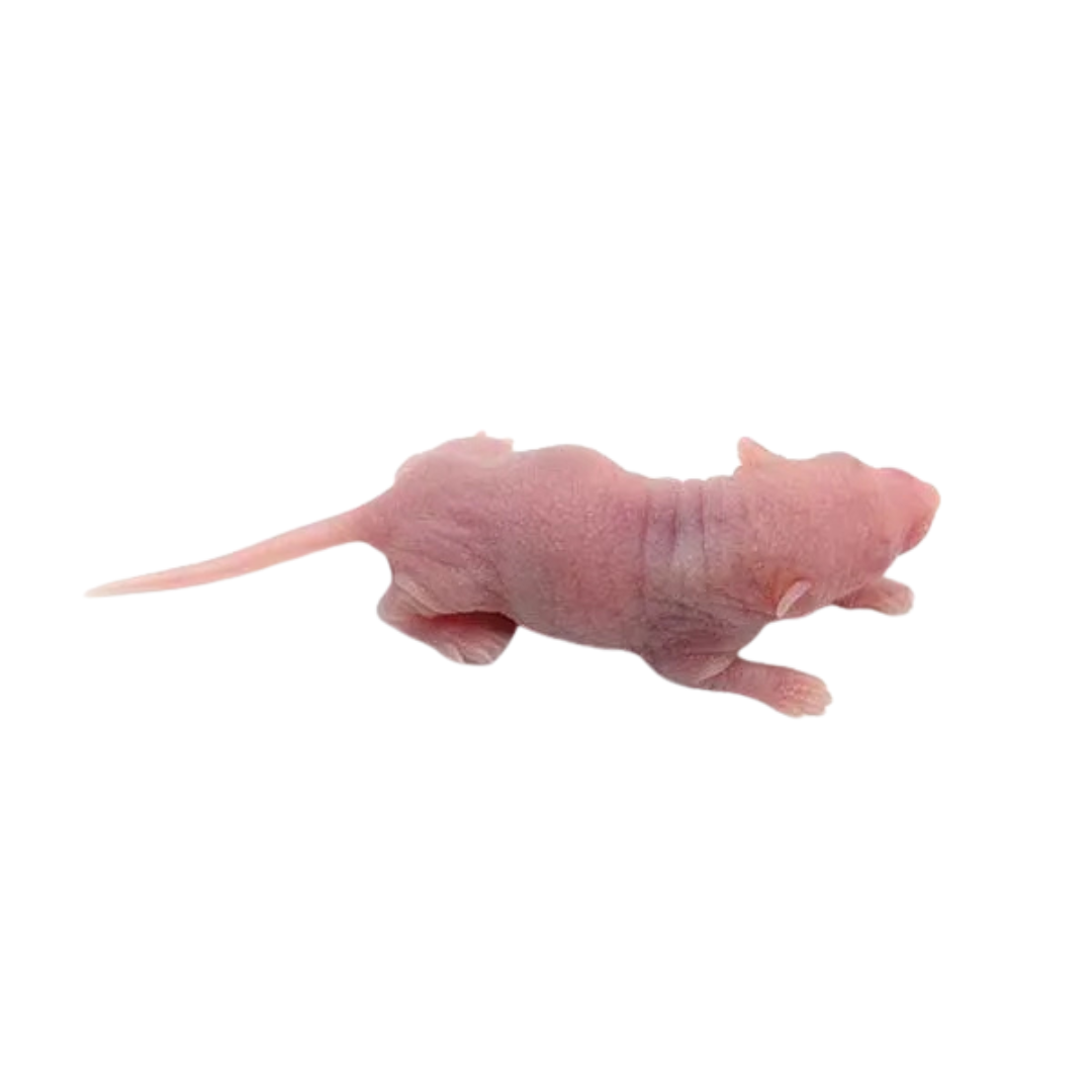 موش سوری پینکی 5 عددی (Pinky Frozen Mice)