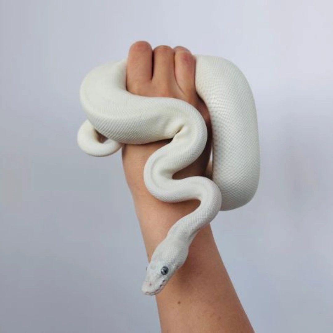 مار بال پیتون پاید آلبینو ( Albino Pied )