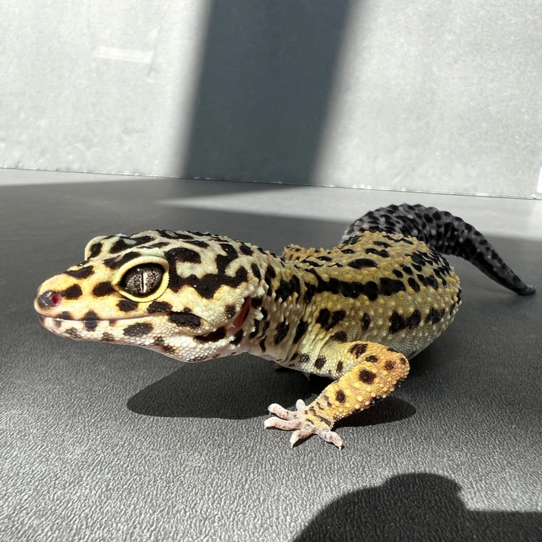  لئوپارد گکو بالغ (Leopard Gecko Adult)