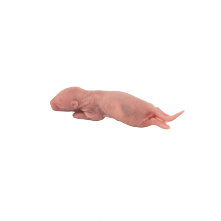 موش رت پینکی 5 عددی (Pinky Rat Frozen Mice)