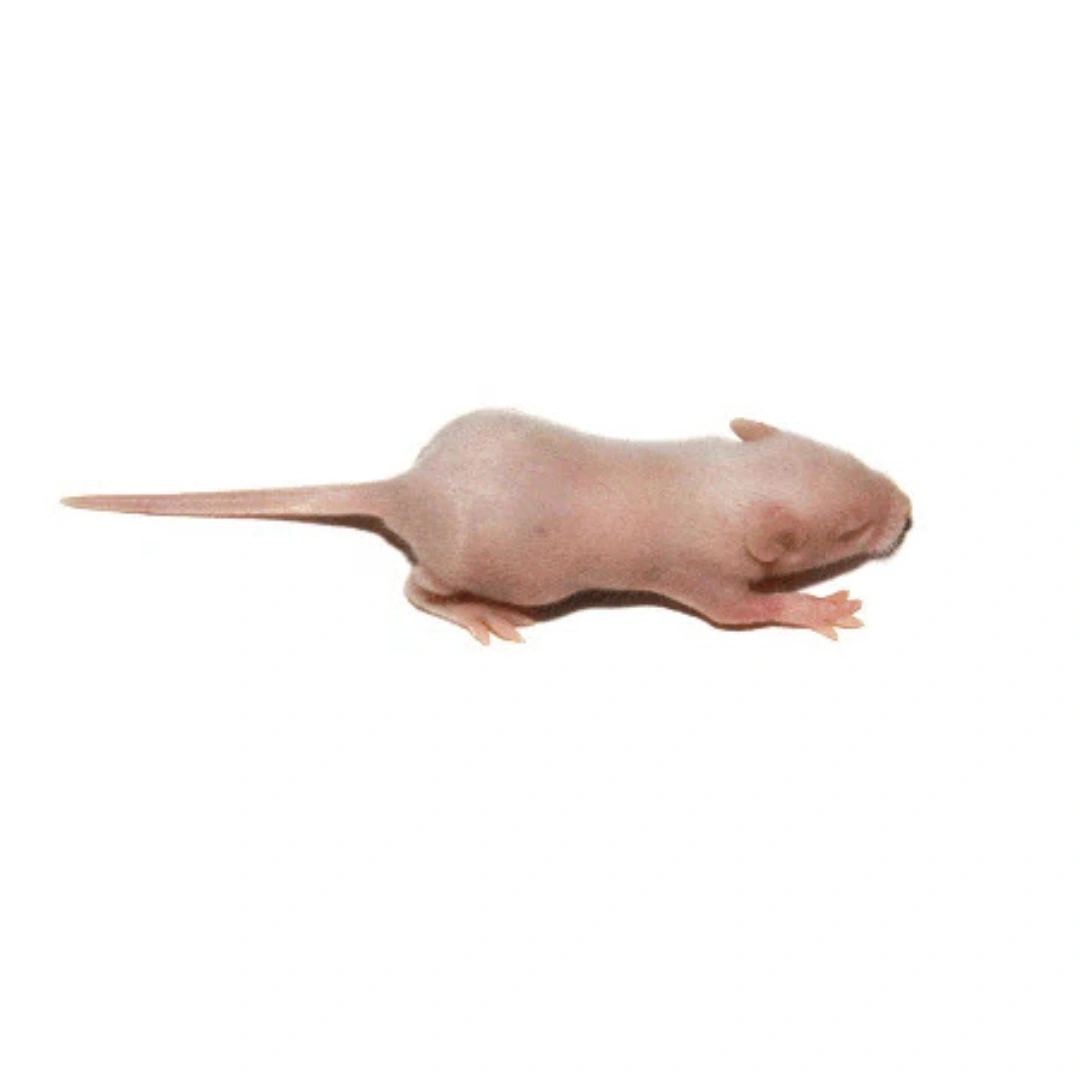  موش سوری فوزی 5 عددی (Fuzzy Frozen Mice)