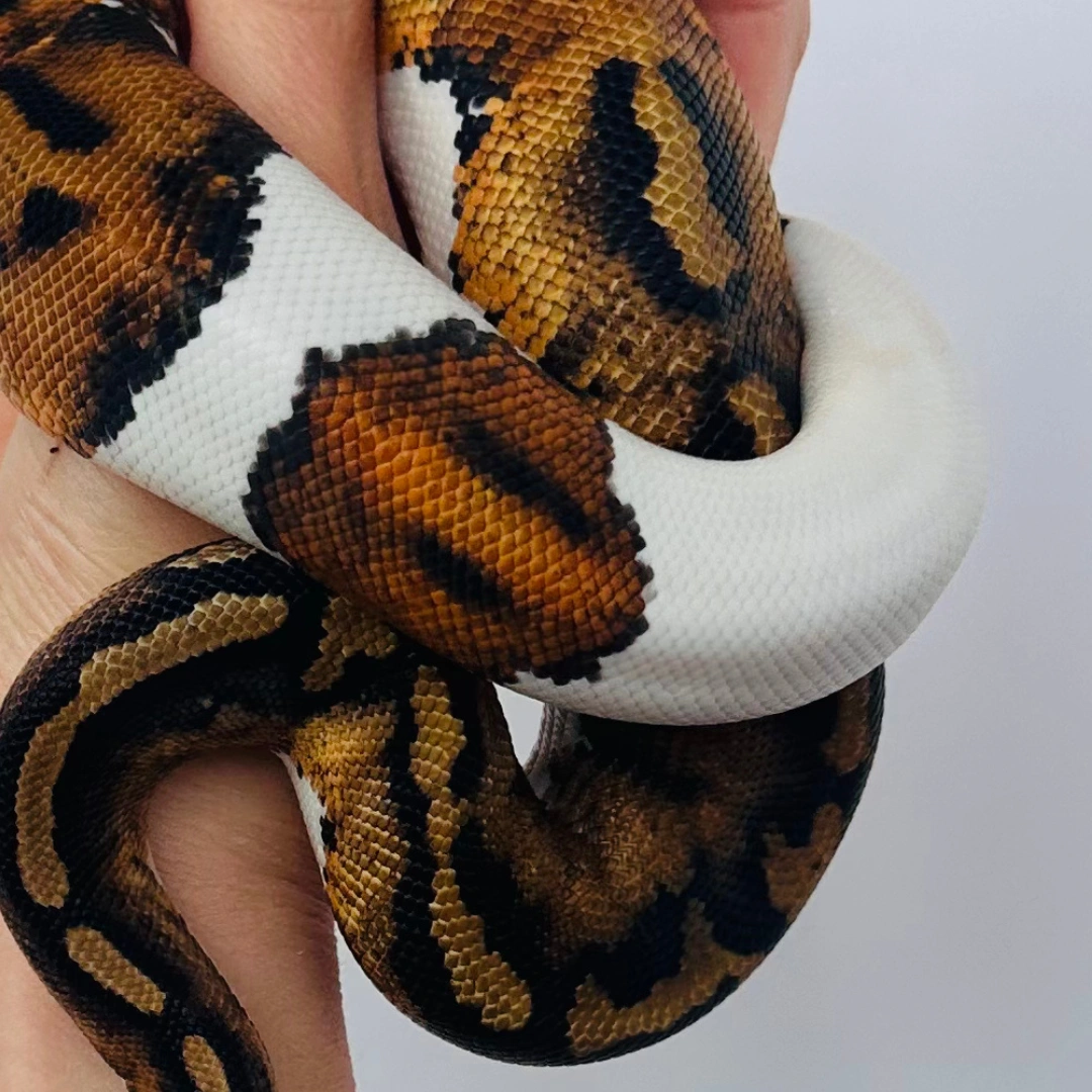 مار بال پیتون پاید آلبینو لوندر (Pied Albino Lavender)
