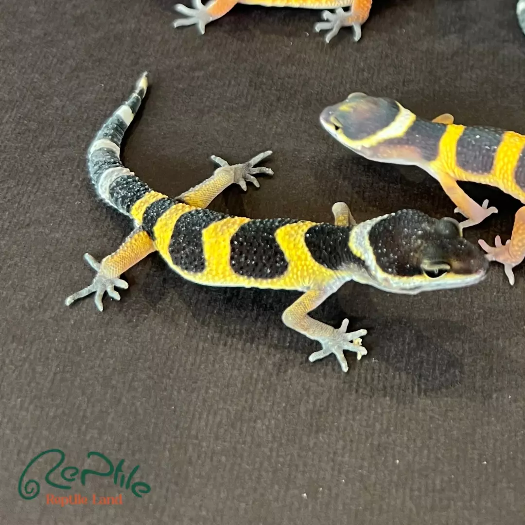 لئوپارد گکو نوزاد (Leopard Gecko Baby) | رپتایل لند
